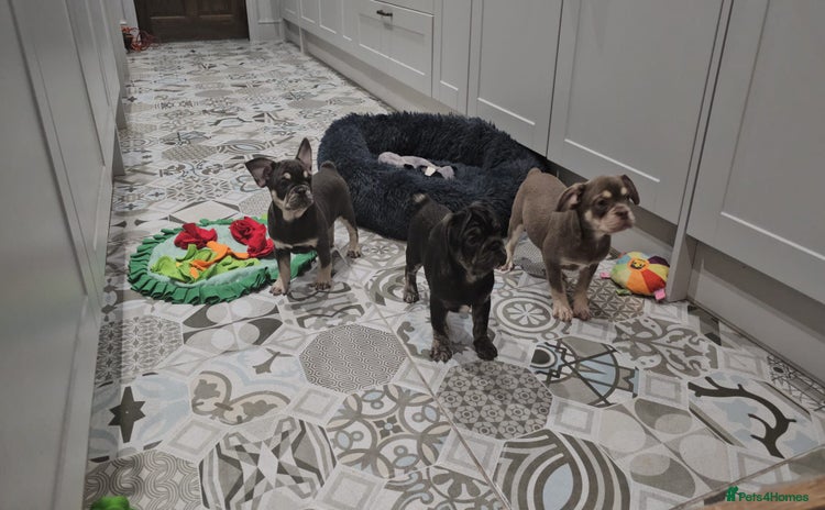Frug dogs - Advert 4