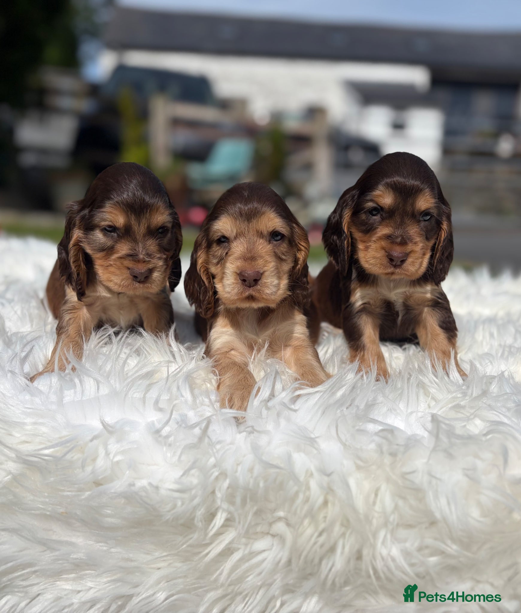 Cocker Spaniel dogs for sale: DNA tested clear Show type Cocker Spaniels in Ystrad Meurig - Advert 9