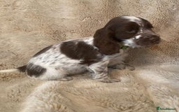 Cocker Spaniel dogs for sale: Adorable Show Cocker Puppies - Image 5