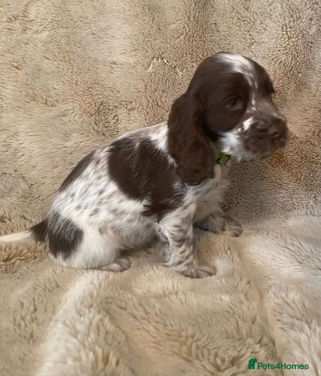 Cocker Spaniel dogs for sale: Adorable Show Cocker Puppies - Image 5