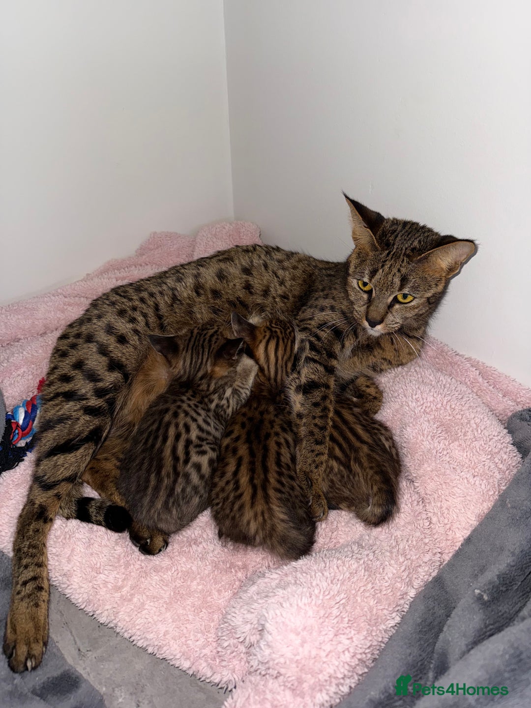 Savannah cats for sale: TICA Reg F3 Savannah Kittens HIGH PERCENTAGE - Advert 15