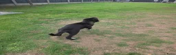 Mixed Breed dogs for sale: Boarder Collie - Belgian Malinnois Puppy for Sale in Birmingham - Advert 5
