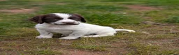 Sprocker dogs for sale: Stunning sprocker puppies  in Lichfield - Advert 4