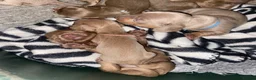 Miniature Dachshund dogs for sale: Isabella/Tan KC Registered Miniature Dachshunds,  - Advert 6