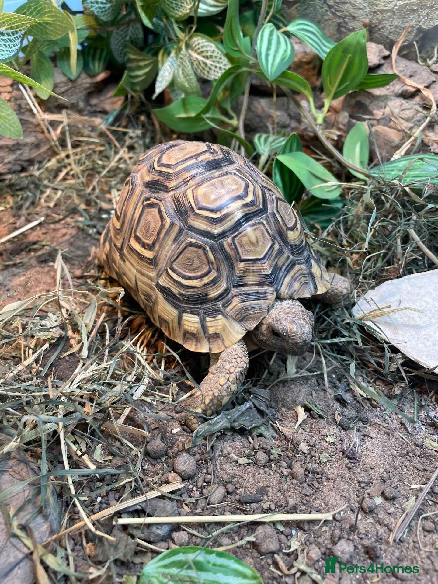 Tortoise reptiles leopard tortoise  - Advert 1