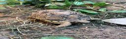 Tortoise reptiles for sale: leopard tortoise  - Advert 1