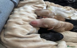 Mixed Breed dogs for sale: Cockapoo cross cavapoo - Image 11