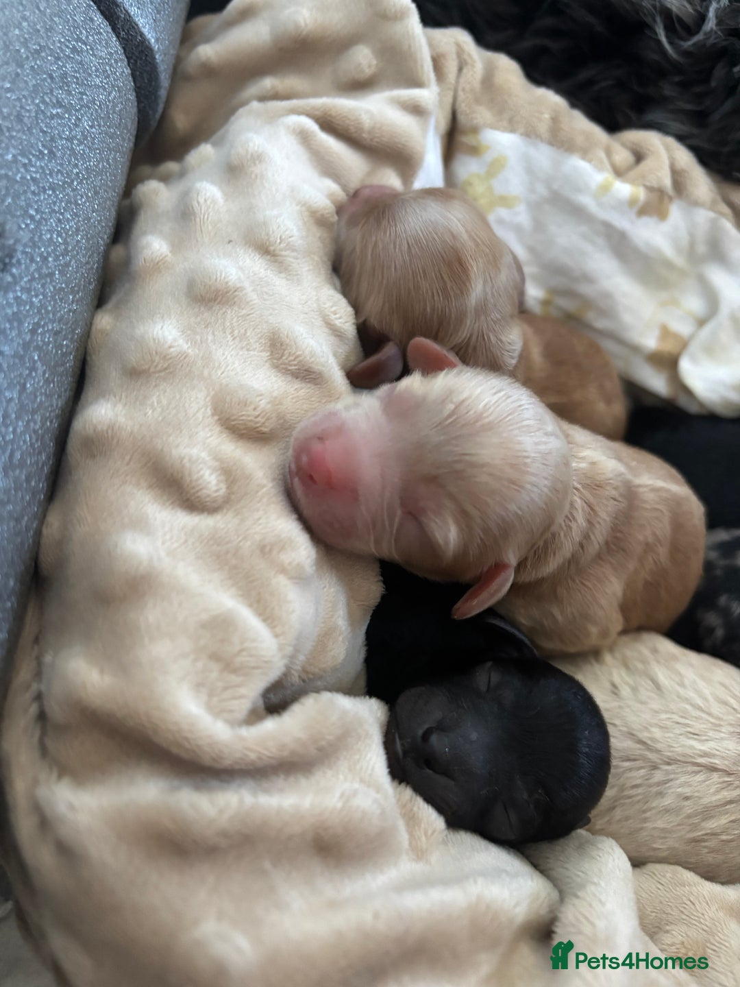 Mixed Breed dogs for sale: Cockapoo cross cavapoo - Image 11