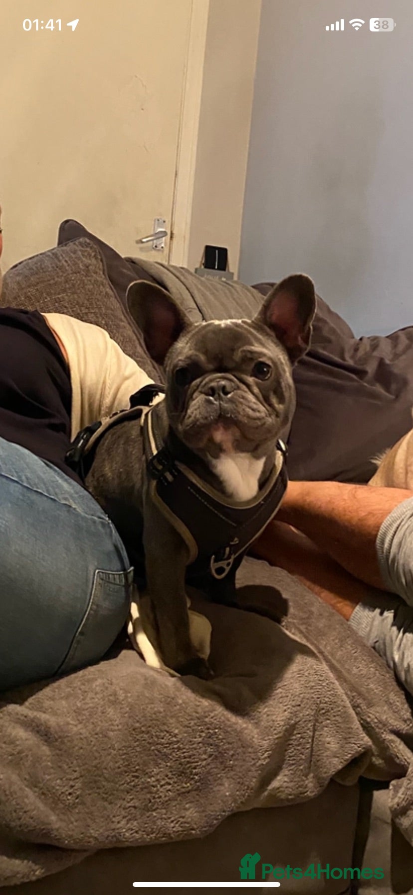 Mixed Breed dogs 🐶French Bulldog x Border Collie Puppies🐶 - Advert 1