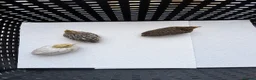 Quail poultry for sale: Chinese painted quails - Advert 2