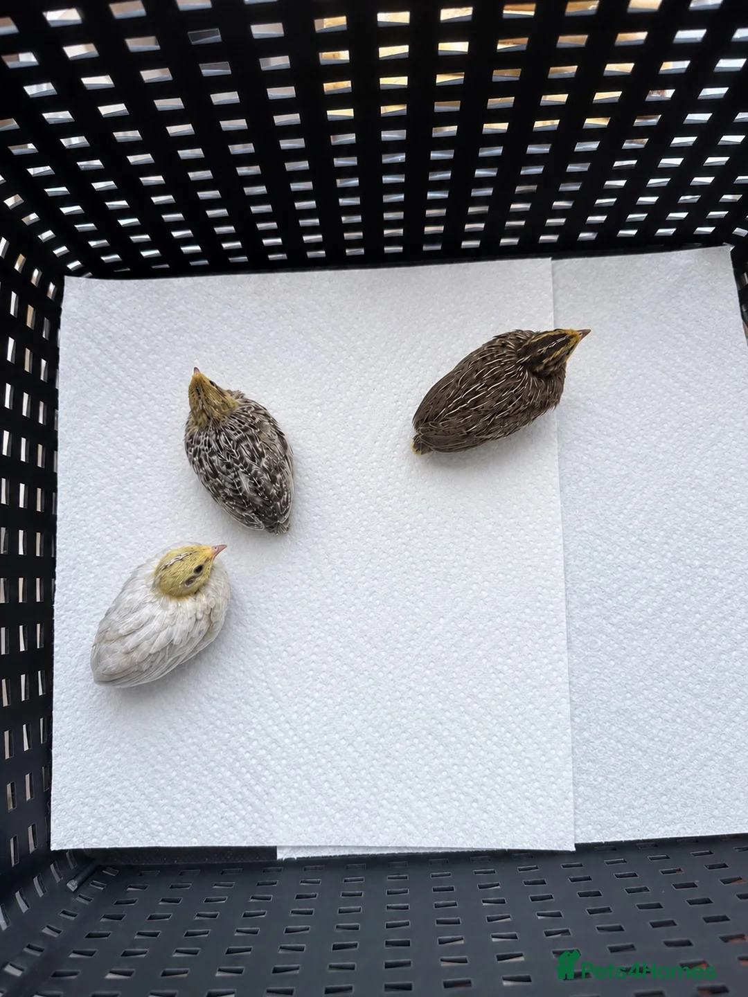 Quail poultry for sale: Chinese painted quails - Advert 2