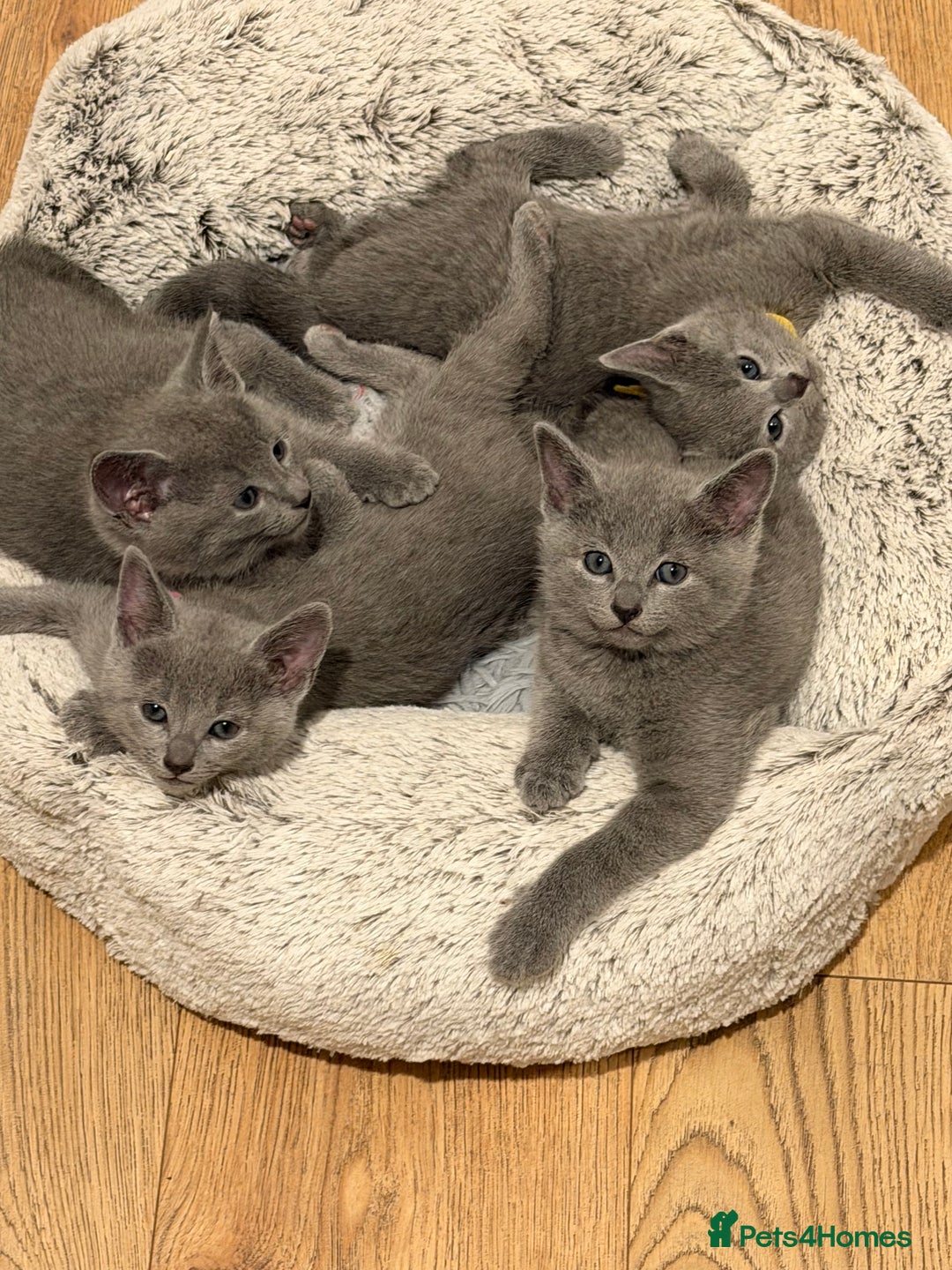 Russian Blue cats for sale: Russian blue TICA registered kittens  - Advert 3