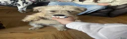 Glen of Imaal Terrier dogs for sale: Glen of Imaal Terrier Puppies  - Advert 17