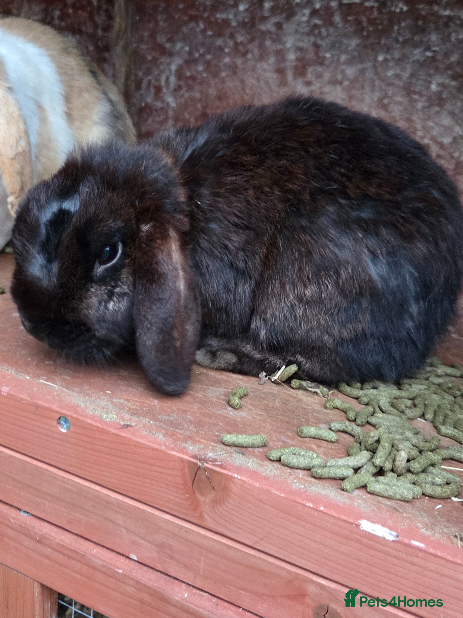 Mini Lop rabbits Mini lop ready now - Advert 1
