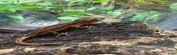 Gecko reptiles for sale: Male and unsexed red gargoyle geckos.  - Advert 4