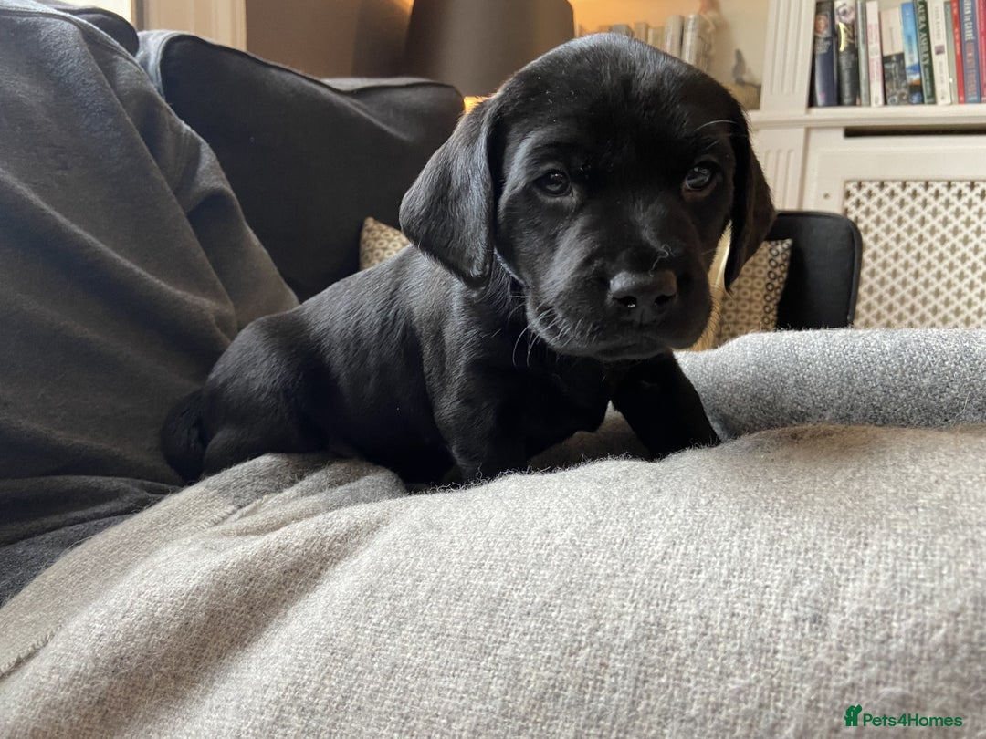 Labrador Retriever dogs for sale: Litter Of 9 Beautiful Black and Fox Red Puppies - Image 7