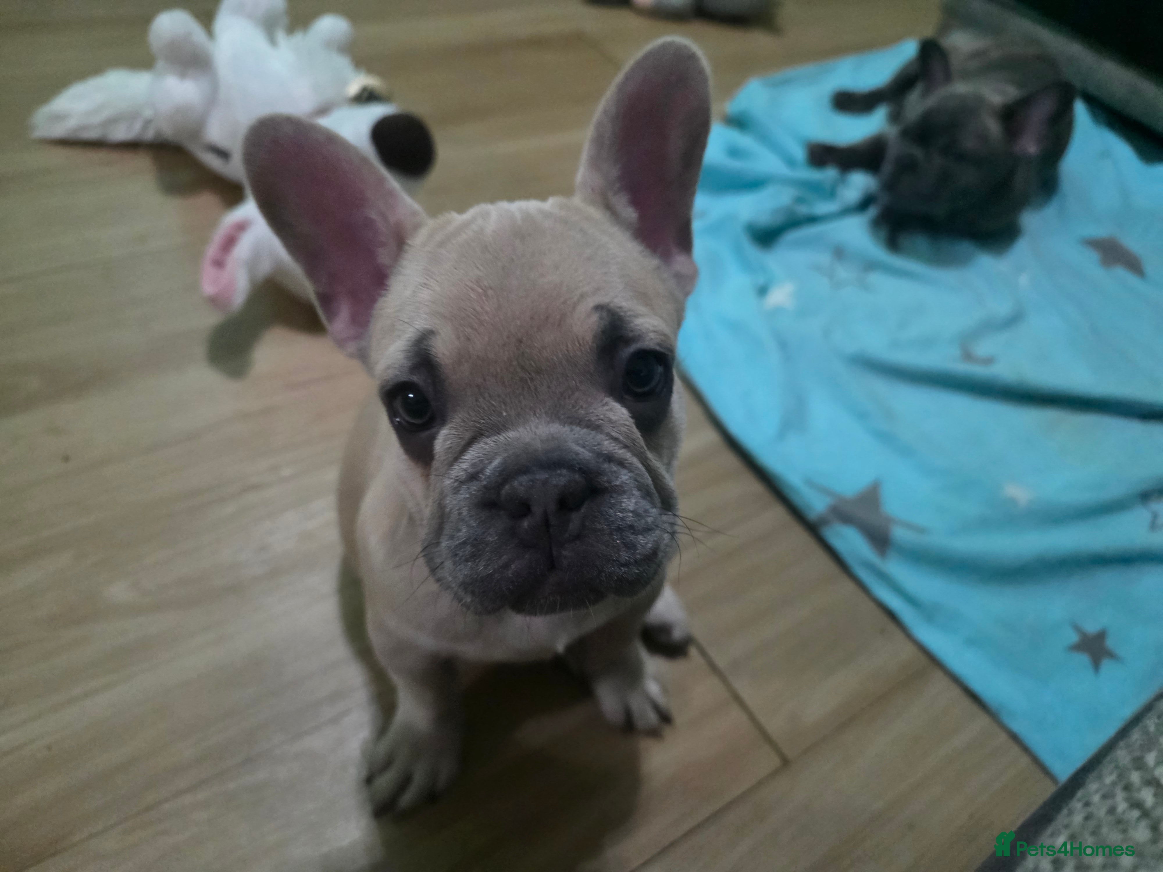 French Bulldog dogs Beautiful Blue French bulldog  - Advert 16