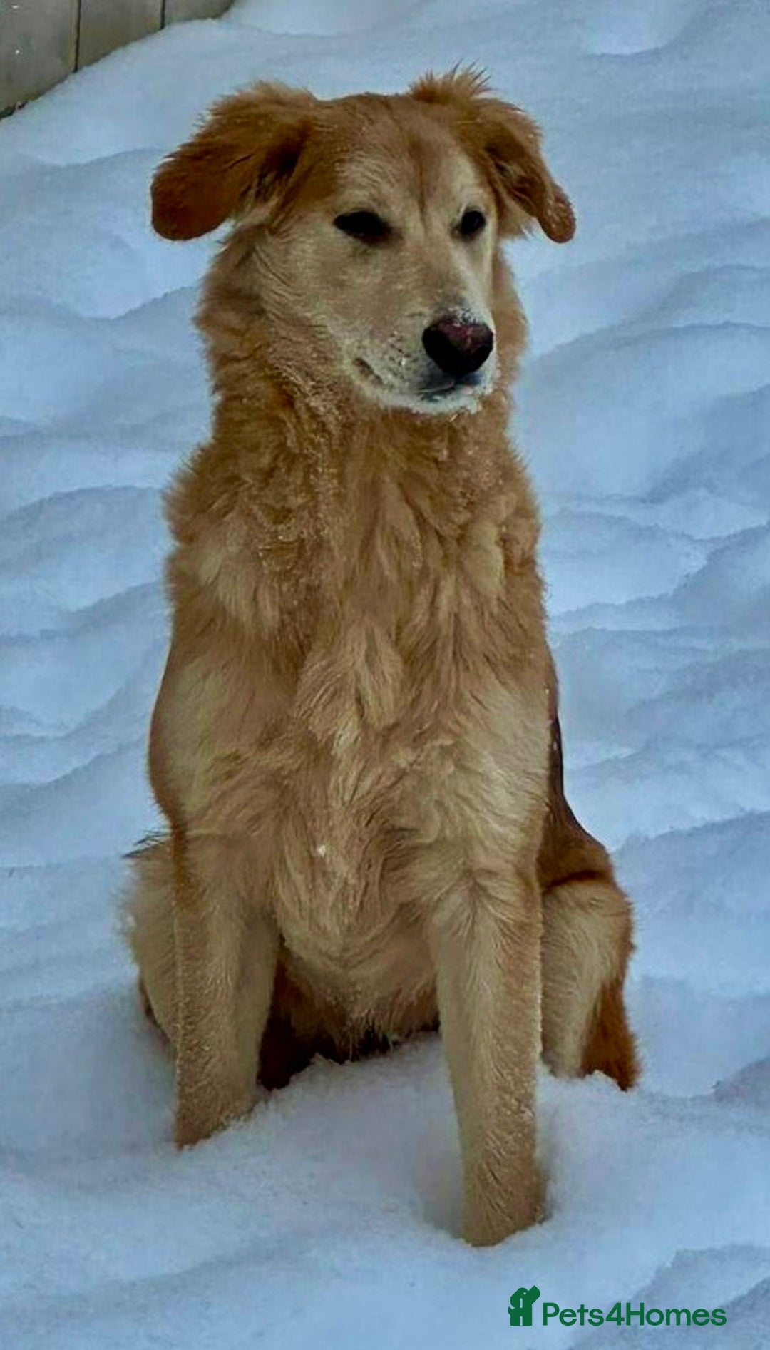 Golden Retriever dogs for adoption: 🐾 GOLDIE – Male Golden Retriever - Advert 1