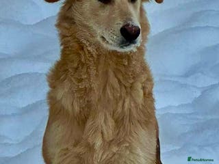 Golden Retriever dogs 🐾 GOLDIE – Male Golden Retriever - Advert 1