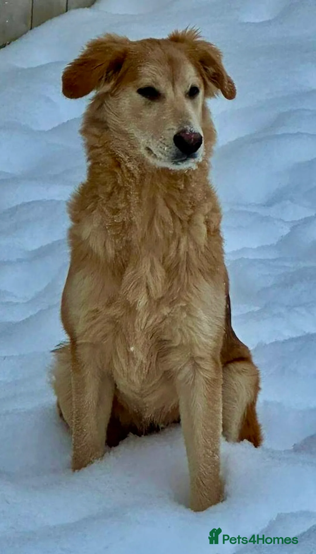 Golden Retriever dogs for adoption: 🐾 GOLDIE – Male Golden Retriever - Advert 1