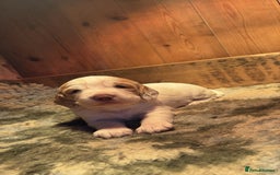 Sprocker dogs for sale: Beautiful working cocker spaniel pups FB1 - Advert 8