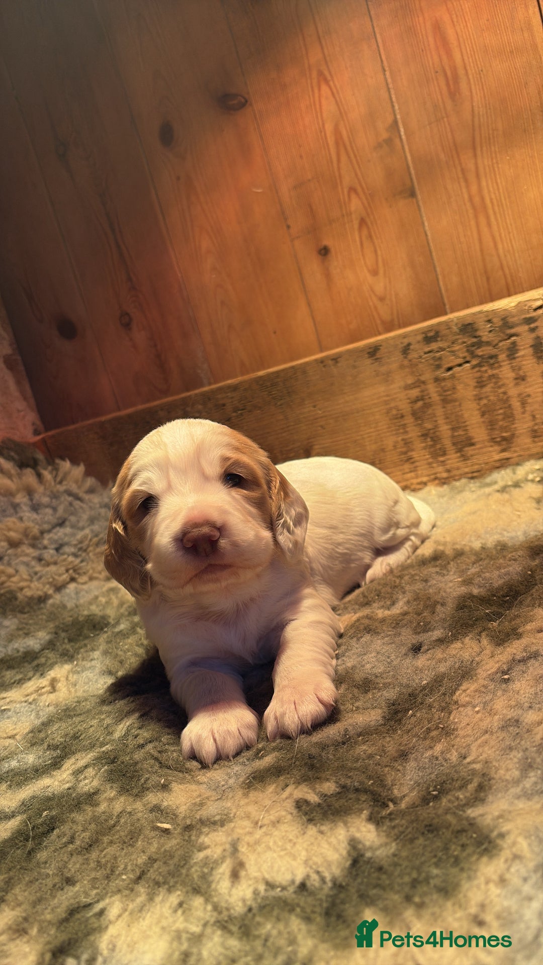 Sprocker dogs for sale: Beautiful working cocker spaniel pups FB1 - Advert 8