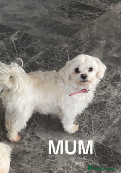 Maltese dogs Two Gorgeous White Maltese Puppies For Sale. - Advert 10
