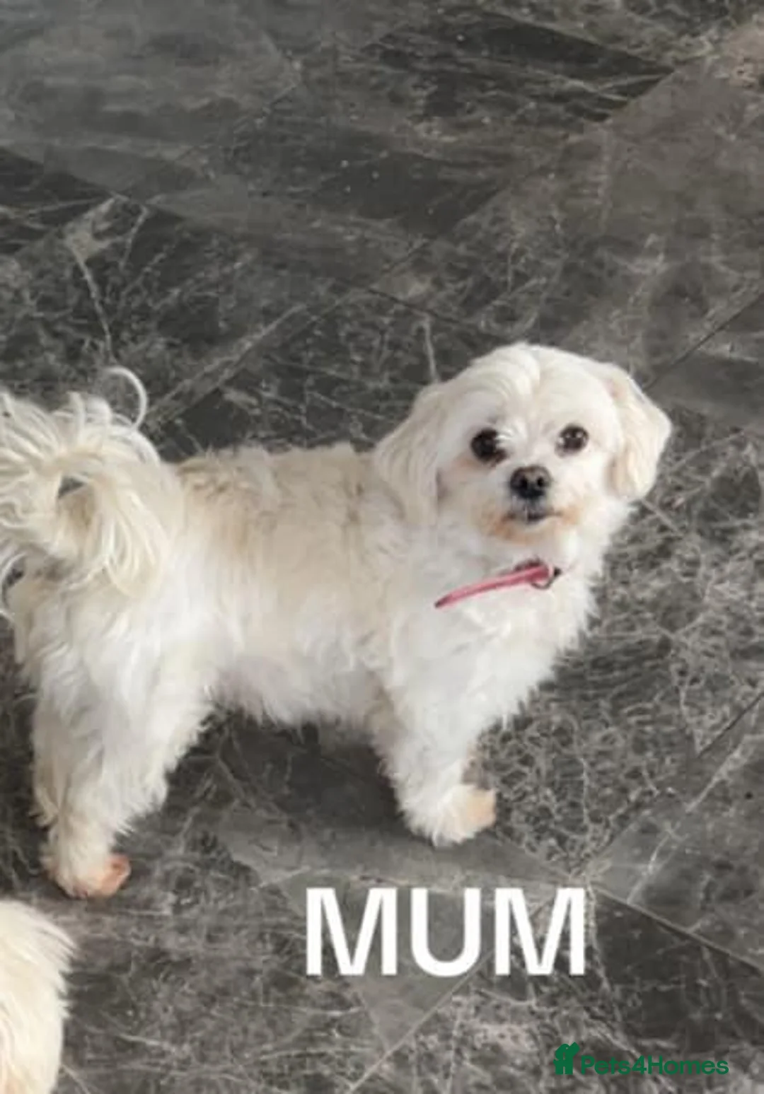 Maltese dogs for sale: Two Gorgeous White Maltese Puppies For Sale. in Manchester - Advert 1