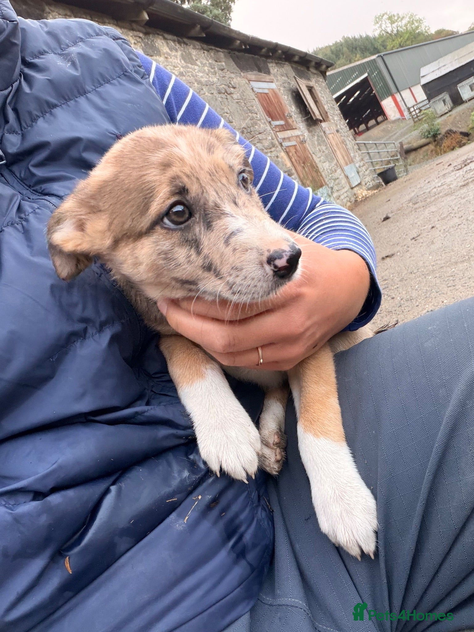 Border Collie dogs Gorgeous collie pups - ready to go 🏡 🩷 - Advert 1