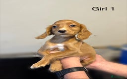 Cocker Spaniel dogs for sale: Beautiful cocker spaniel puppies ready now - Image 15