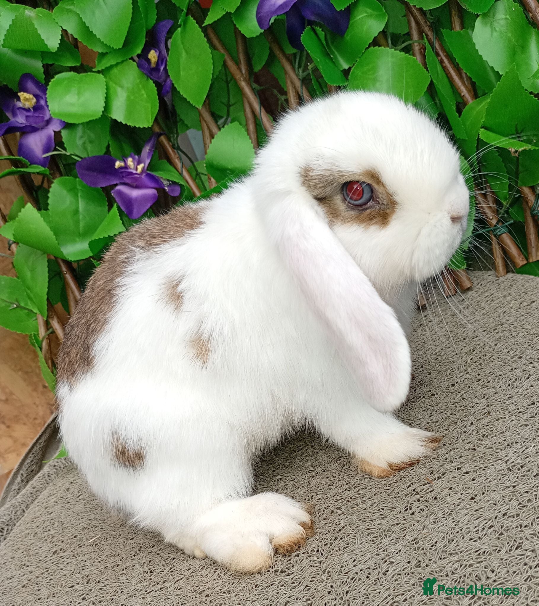 Mini Lop rabbits Mini lop ready now (They are not 6 weeks) - Advert 7