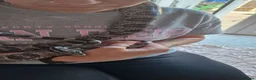 Corn Snake reptiles for sale: 2 Corn snakes with full set up - Advert 5