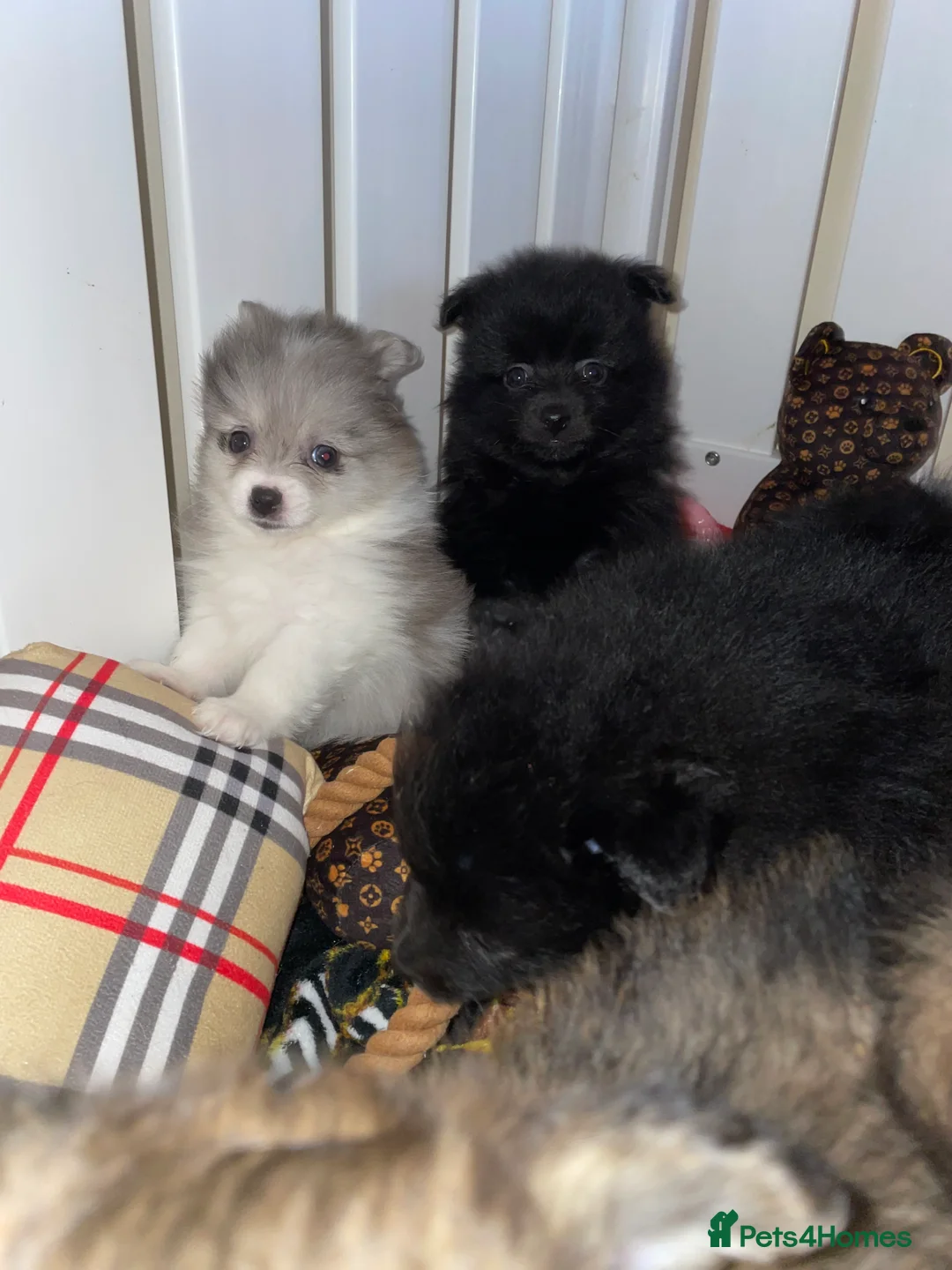 Pomeranian dogs for sale: Pomeranian puppies  - Advert 17