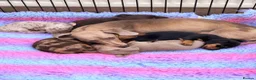 Miniature Dachshund dogs for sale: Beautiful LH & SH Dapples Miniature Dachshund Pups - Advert 10