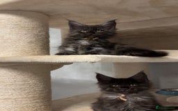 Maine Coon cats for sale: Precious little babies ❤️💙 - Image 4