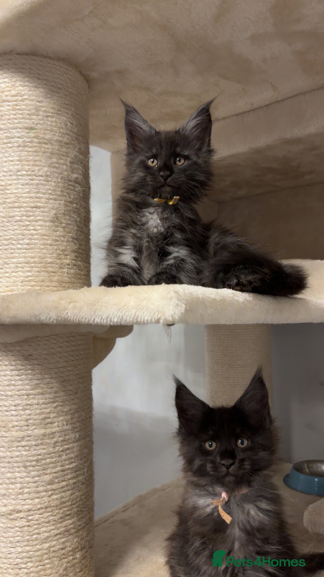 Maine Coon cats for sale: Precious little babies ❤️💙 - Image 4