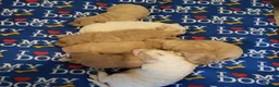 Cockapoo dogs for sale: Beautiful F1B toy cockapoos  in Leeds - Advert 7