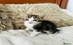 Mixed Breed cats for sale: Beautiful Kittens For Sale  - Image 13