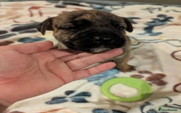 Mixed Breed dogs for sale: Staff cross pups - Image 9