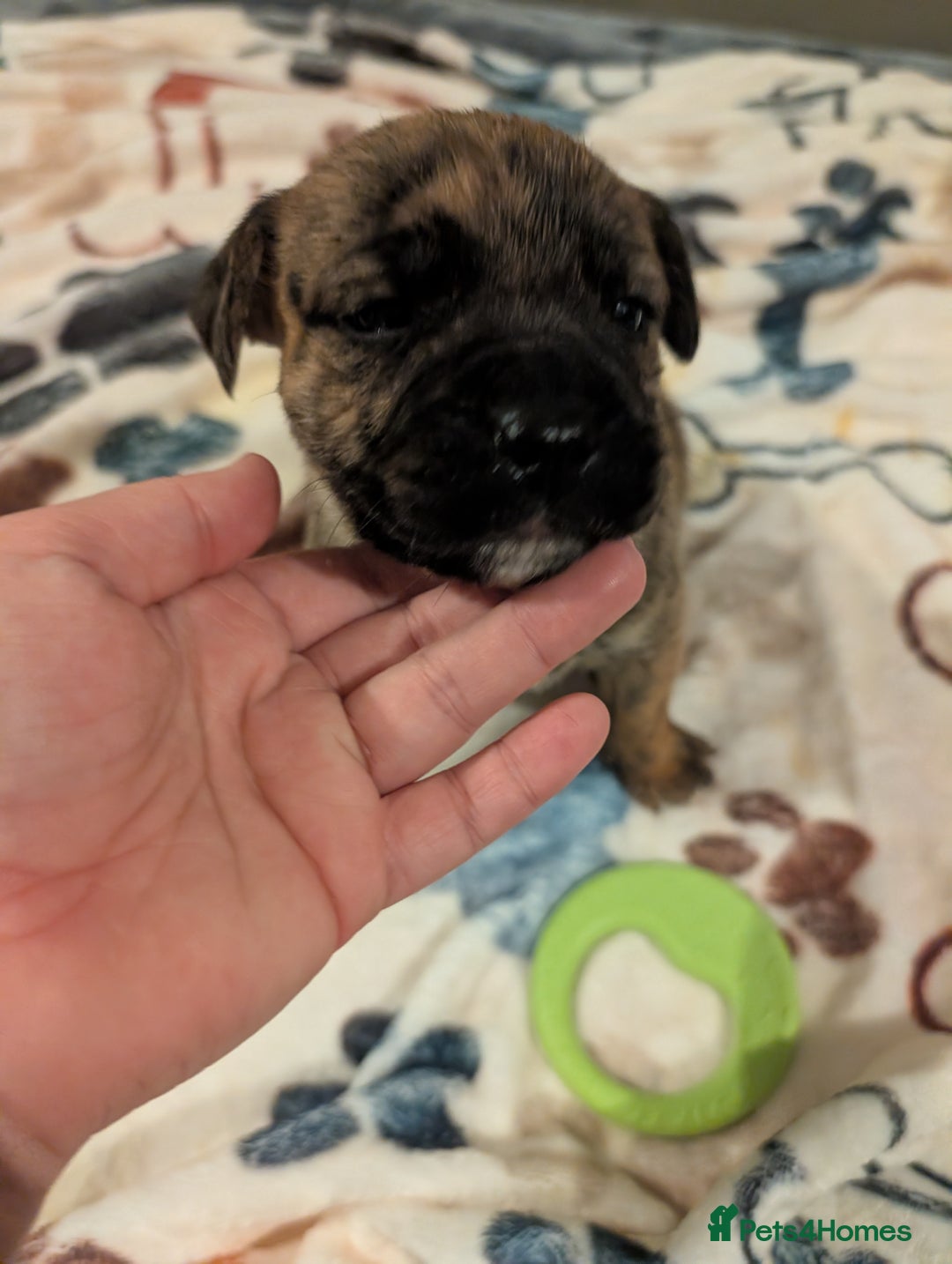 Mixed Breed dogs for sale: Staff cross pups - Image 9