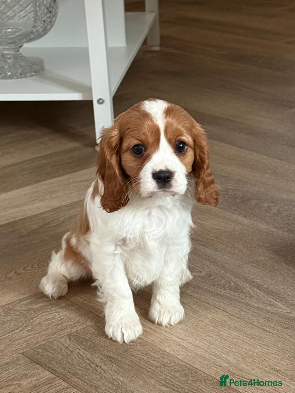 Cavalier King Charles Spaniel dogs QUALITY KC REGISTERED CAVALIERS  - Advert 12