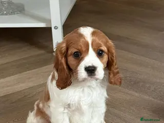 Cavalier King Charles Spaniel dogs QUALITY KC REGISTERED CAVALIERS - Advert 12