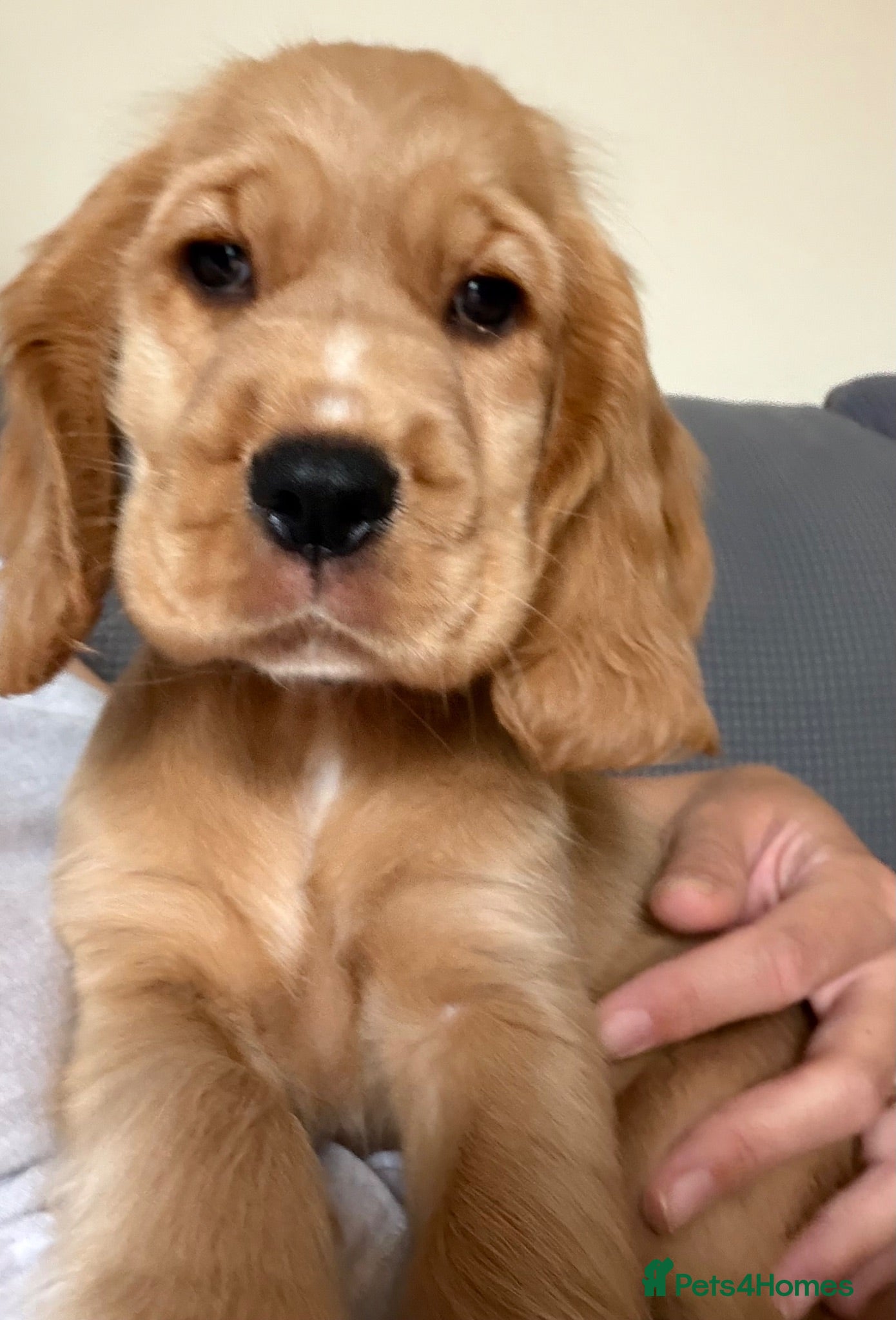 Cocker Spaniel dogs 🌟🌟🌟Beautiful English Gold Show Cocker Spaniel  - Advert 1