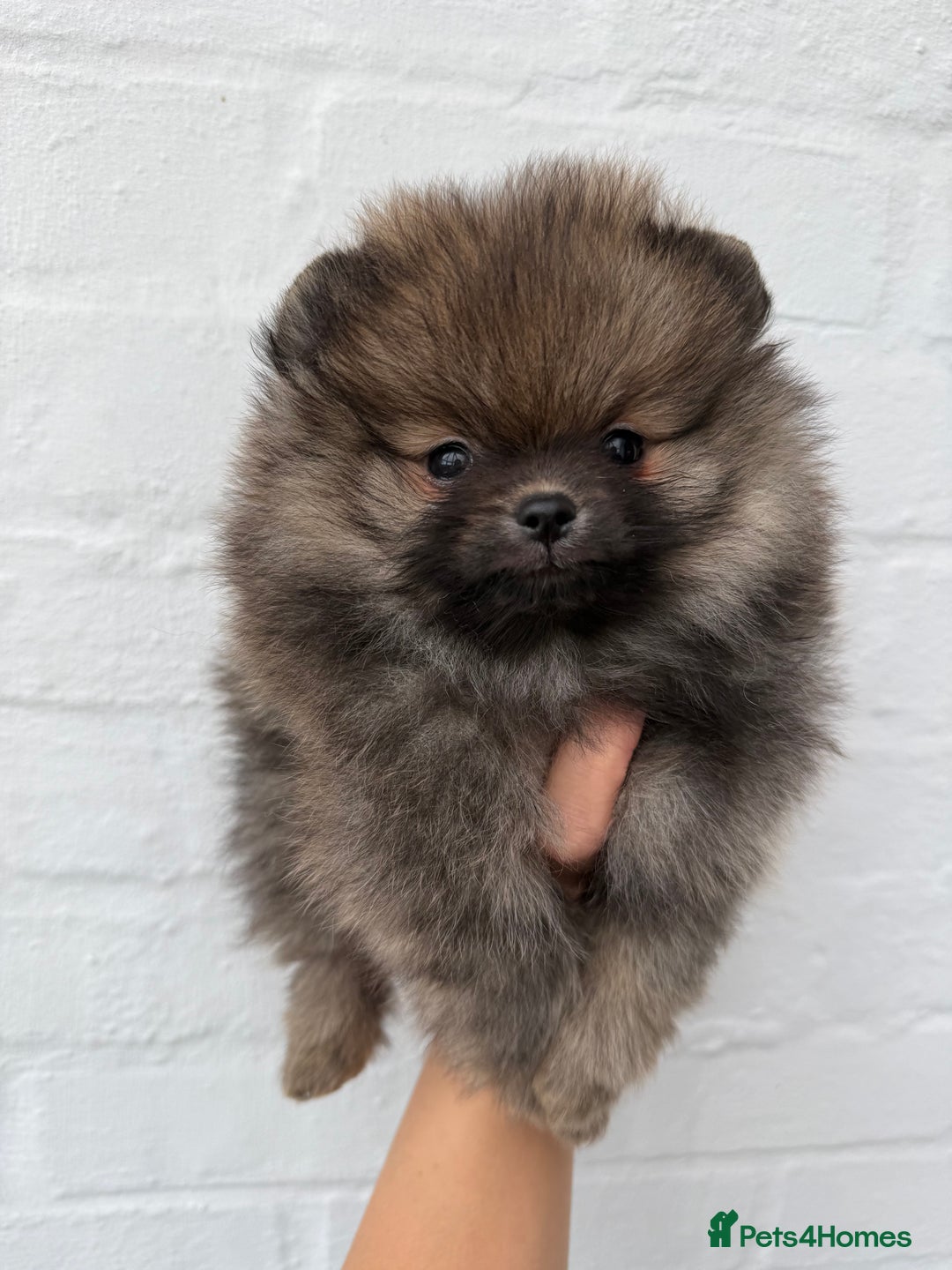 Pomeranian dogs for sale: BEAUTIFUL MALE POMERANIAN PUPPY  - Advert 4