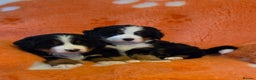 Bernese Mountain Dog dogs for sale: Beautiful Bernese Mountain Dog Puppies - Advert 2