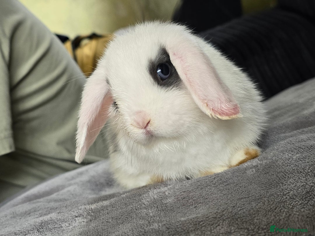 Mini Lop rabbits for sale: Mini lop baby girl ready now - Image 2