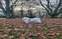Samoyed dogs for stud: *KC*Beautiful Samoyed For Stud {PROVEN} in Walsall - Image 8