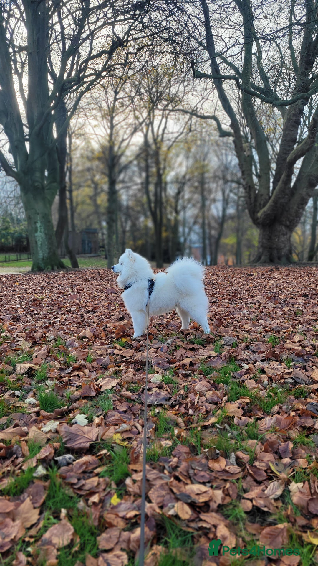 Samoyed dogs for stud: *KC*Beautiful Samoyed For Stud {PROVEN} in Walsall - Image 8