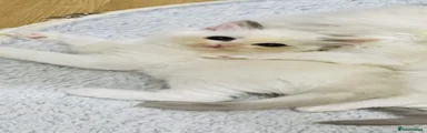 Ragdoll 1