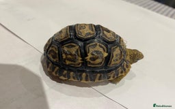 Tortoise reptiles for sale: Leopard tortoises  in Weston-super-Mare - Image 9